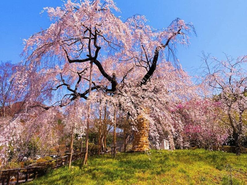 Fukuoka: Takachiho Gorge & Amano-Iwato Shrine Day Trip - Practical Details and Highlights