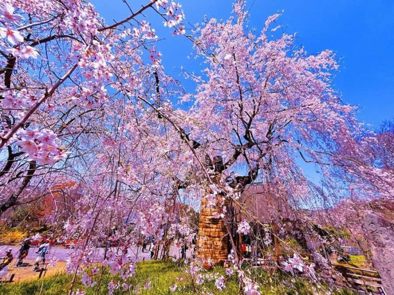 Fukuoka: Takachiho Gorge & Amano-Iwato Shrine Day Trip - Good To Know  