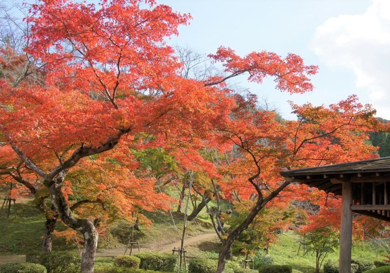 Fukuoka Tempaizan & Outlets Full-Day Experience with Hot Spring - Who should book this outing?