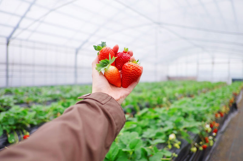 Fukuoka: Yanagawa Boat with Ticket & Dazaifu or Ukiha-Inari - Strawberry picking costs extra