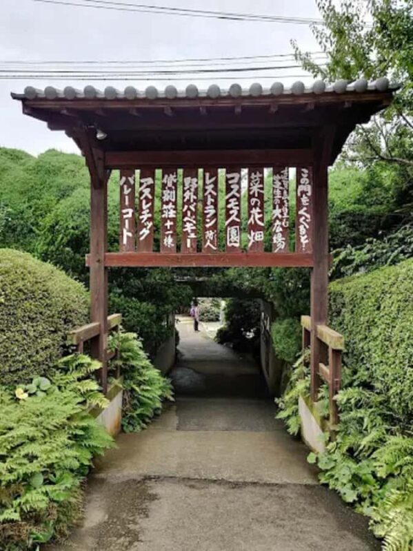 Fukuoka:Nokonoshima Island Day Trip with Tour Guide& Driver - Experiencing a Traditional Tea Ceremony