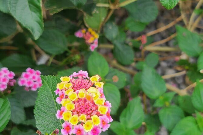 Full Day 12 hours whole Jeju Island private flexible tour - Final Thoughts: Is This Tour Right for You?