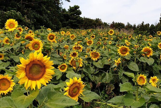 Full Day 12 hours whole Jeju Island private flexible tour - Detailed Breakdown of Potential Stops