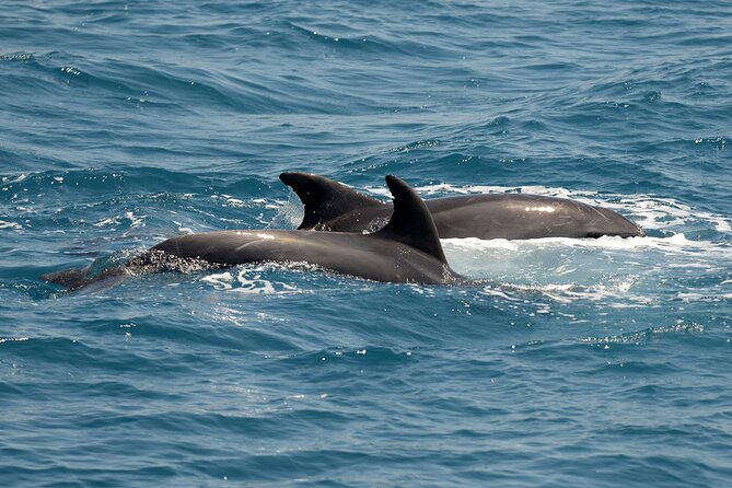 Full Day 3-Island Boat Cruise From Port of Kos - Product Code, Pricing, and Company Information