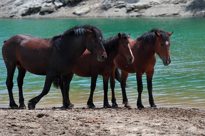 Full-Day Activity Watching Wild Horses in Aveto Valley - Good To Know