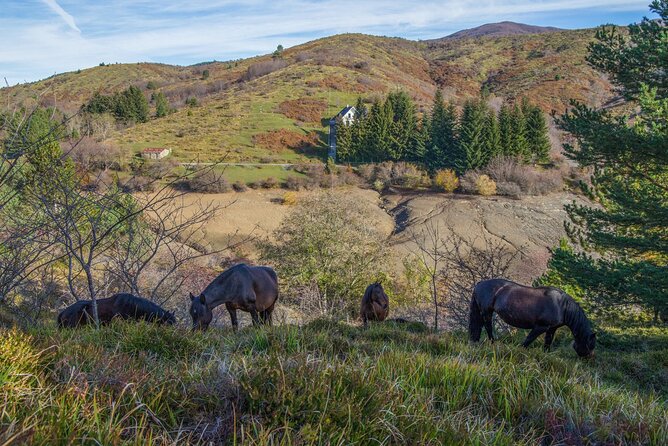 Full-Day Activity Watching Wild Horses in Aveto Valley - Booking Information