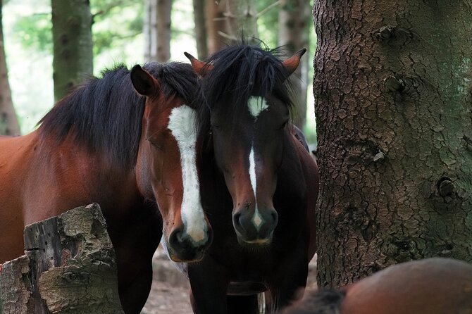Full-Day Activity Watching Wild Horses in Aveto Valley - Directions