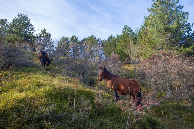 Full-Day Activity Watching Wild Horses in Aveto Valley - Additional Notes