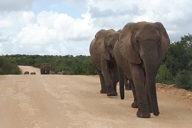 Full Day Addo Elephant National Park Safari Wit BBQ:Thentic Tours - Traveler Reviews and Ratings