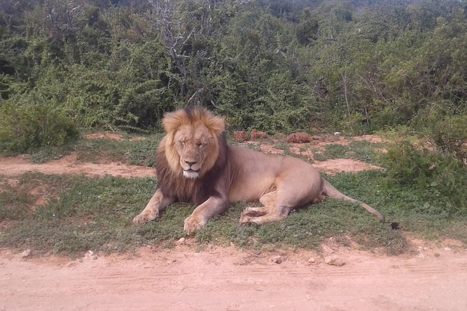 Full Day Addo Elephant National Park Safari Wit BBQ:Thentic Tours - The Sum Up
