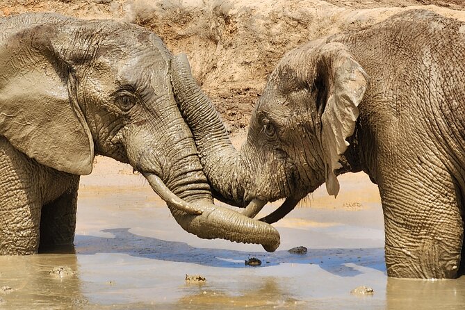 Full Day Addo Park Tours and Safari in South Africa - Pickup Points and Details