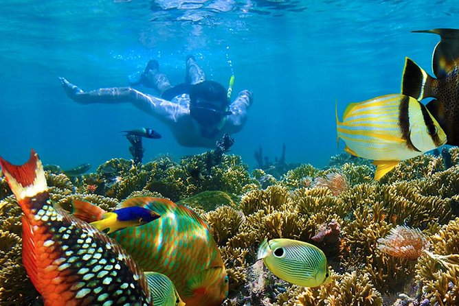 Full-Day Adventure: 4x4 Experience, Snorkeling Cruise, Sharks & Rays - Pricing and Booking Details