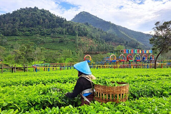 Full-Day Adventure: Tea Plantation & the Mystical Dieng Plateau - Value and Overall Impression