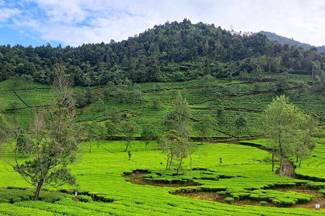 Full-Day Adventure: Tea Plantation & the Mystical Dieng Plateau - Final Thoughts