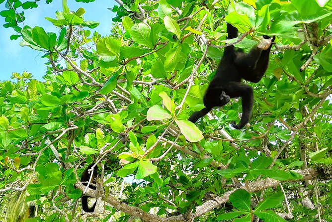 Full-day Adventure to Caribbean Sea: Mamey and Grande Island - Itinerary Overview