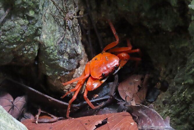 Full-Day Adventure: Trekking and Hiking in Cat Ba National Park - The Sum Up