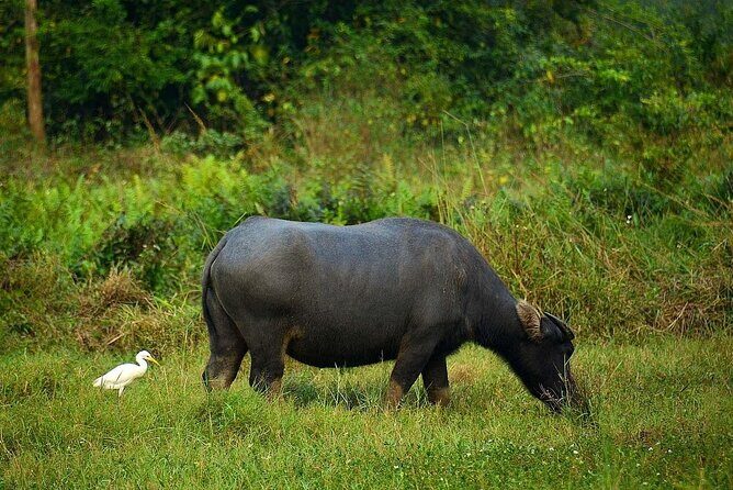 Full-Day Adventure: Trekking and Hiking in Cat Ba National Park - FAQ