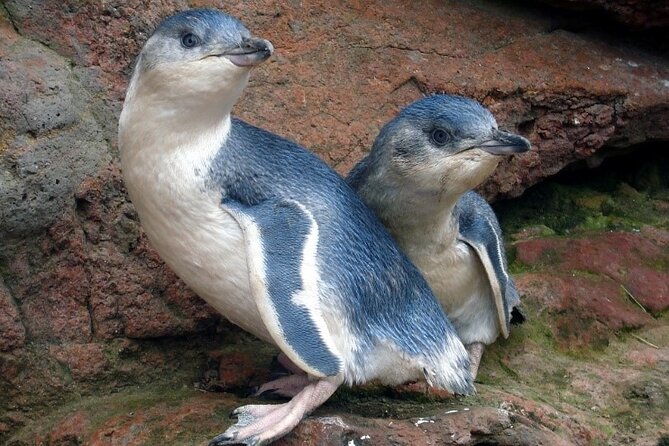Full-Day Akaroa Tour With Penguins Safari and Wine Tasting - Tour Overview