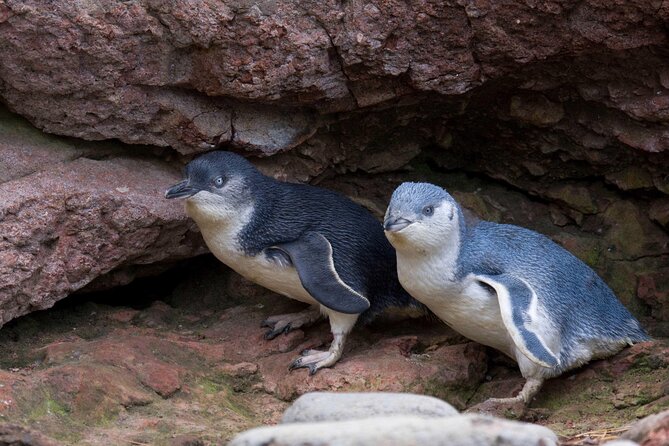 Full-Day Akaroa Tour With Penguins Safari and Wine Tasting - Pickup Points