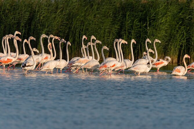 Full Day Al Marmoom, Al Qudra Lakes, Animal Spotting With Dinner - Al Qudra Lakes