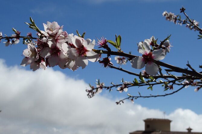 Full-Day Almond Blossom Trail in Tenerife - Directions