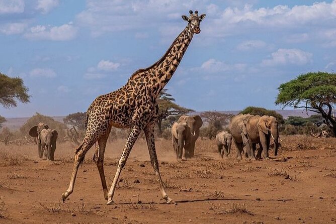 Full Day Amboseli National Park Tour - Good To Know