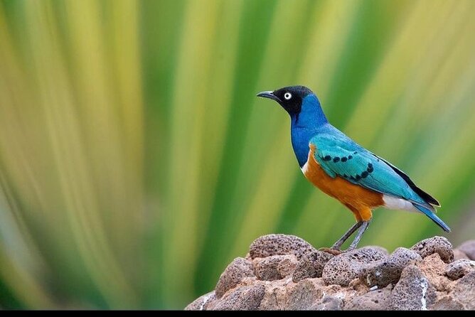 Full Day Amboseli National Park Tour - Transportation Details