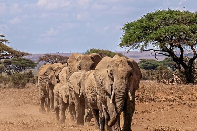 Full Day Amboseli National Park Tour - Park Fees and Regulations