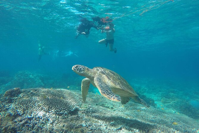 Full Day Apo Island Tour From Dumaguete - Good To Know