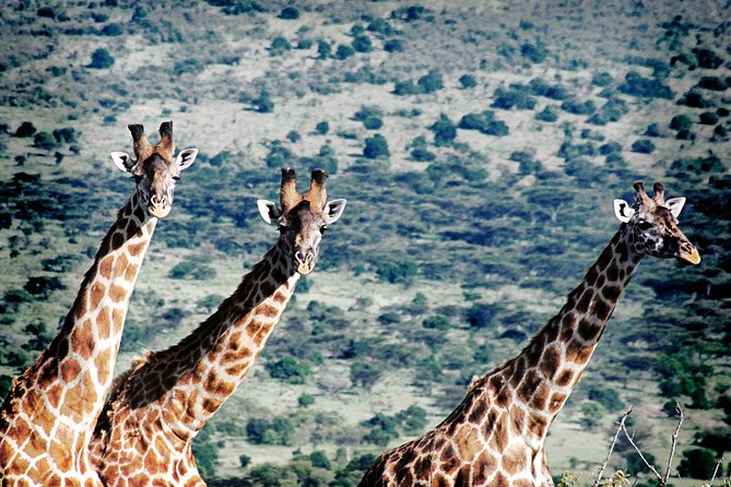 Full-Day Arusha Tarangire National Park Private Tour - Inclusions