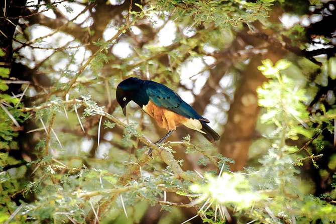 Full-Day Arusha Tarangire National Park Private Tour - Booking Information