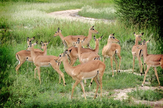 Full-Day Arusha Tarangire National Park Private Tour - Additional Information