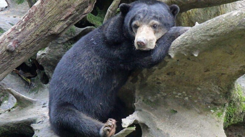 Full Day At Sepilok Orangutan, Sun Bear & Sandakan City Tour - The Sum Up