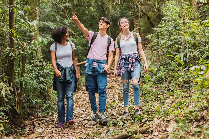 Full-day Auckland City & Rainforest Tour by Car - Lunch Break