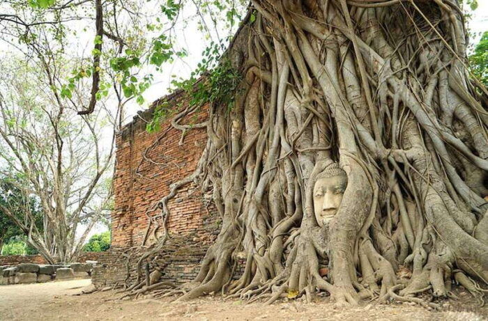 Full Day Ayutthaya Historical VIP Private Tour - Key Stops: Wat Lokayasutharam and Other Attractions