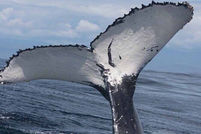 Full Day Bacardi Whale Watching - End Season March 30th - Why This Tour Offers Great Value