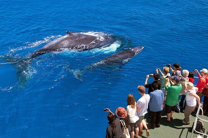Full Day Bacardi Whale Watching - End Season March 30th - FAQ