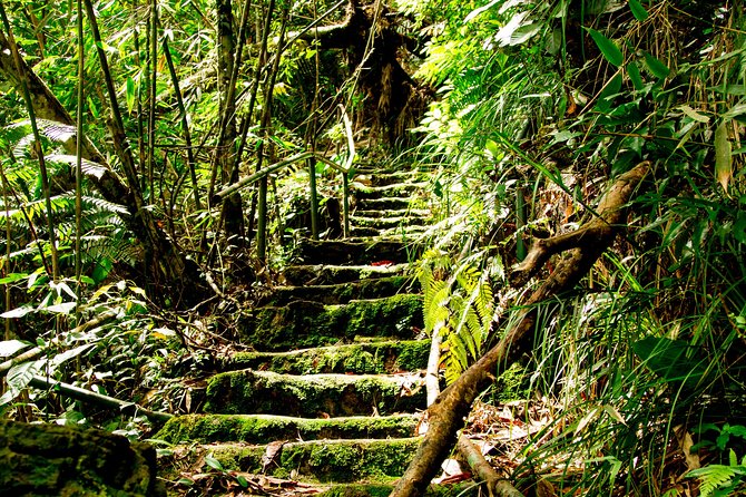 FULL-DAY BACH MA NATIONAL PARK TREKKING TOUR From DA NANG - The Sum Up