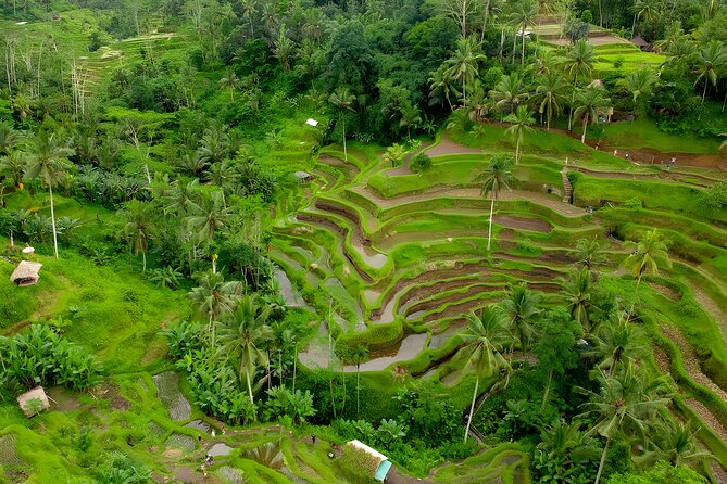 Full-Day Bali Car Charter to Visit The Best Places in Ubud - Highlights of the Full-Day Bali Car Charter