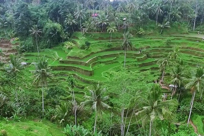 Full Day Bali Private Top Tour Attractions 10-12 Hours - Transportation and Pickup Details