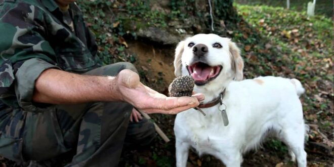 Full-Day Barbaresco Wine Tour With Truffle Hunting and Lunch - Activity Highlights