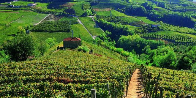 Full-Day Barbaresco Wine Tour With Truffle Hunting and Lunch - Truffle Hunting Experience