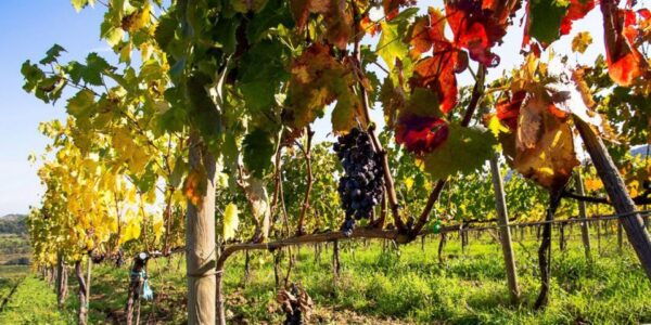 Full-Day Barbaresco Wine Tour With Truffle Hunting and Lunch - Winery Visit Details