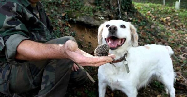 Full-Day Barbaresco Wine Tour With Truffle Hunting and Lunch - Tour The Sum Up
