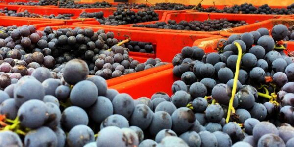 Full-Day Barbaresco Wine Tour With Truffle Hunting and Lunch - The Sum Up