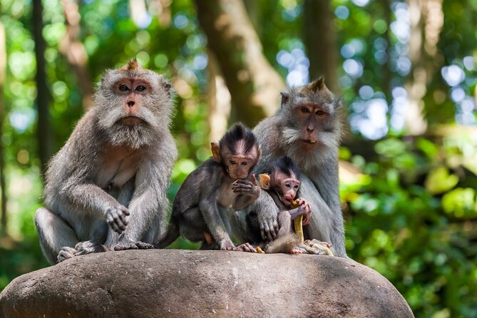 Full Day Best of Ubud Private Tour - Itinerary Overview