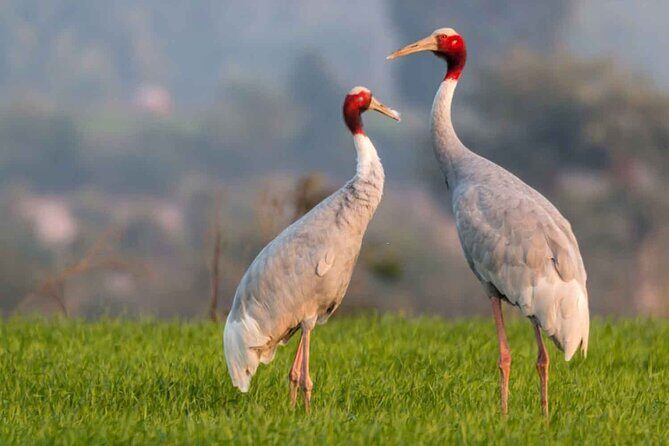 Full Day Bharatpur Bird Sanctuary with Fatehpur Sikri - An In-Depth Look at the Tour Experience