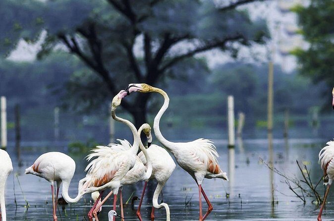 Full Day Bharatpur Bird Sanctuary with Fatehpur Sikri - Final Thoughts