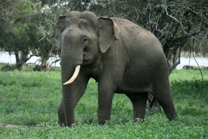 Full Day BIG 3 Safari Tour With Birding in Yala National Park by Expert Team - Reviews