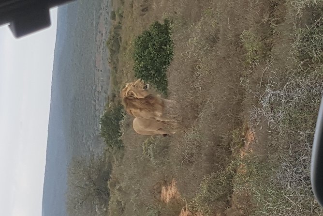 Full Day Big 5 Addo Elephant Park and Schotia Combo Package - Weather and Minimum Travelers